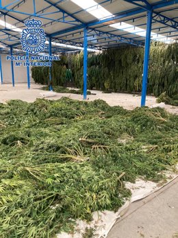 Desmanteladas en Borox e Illescas dos macroplantaciones de marihuana y detenidas 13 personas