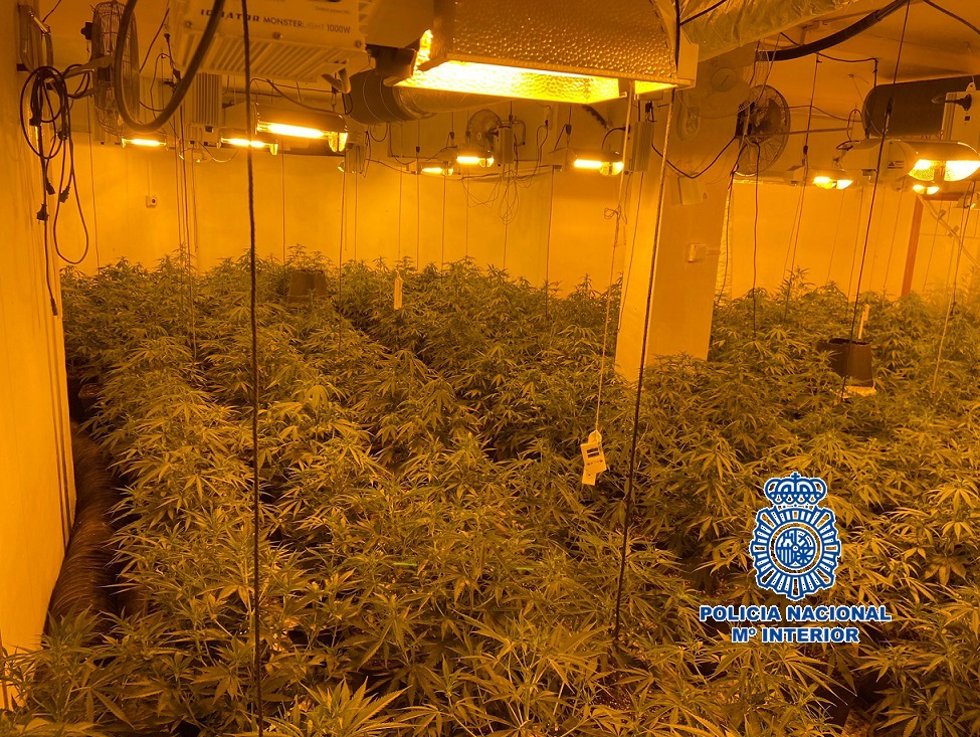 Archivo - Intervenidos cogollos de marihuana y plantas de cannabis