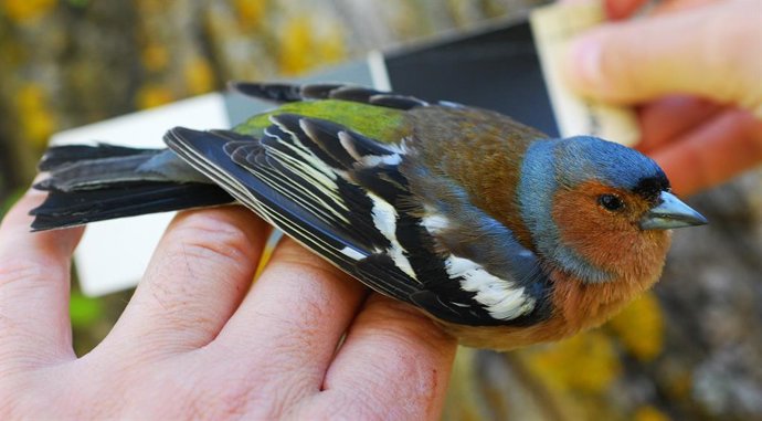 Archivo - Fringilla coelebs , una especie diferente de pinzón común, según una nueva investigación del MNCN y la Universidad de Oviedo.