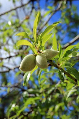 Archivo - Cultivo de almendra en Andalucía, imagen de archivo. 