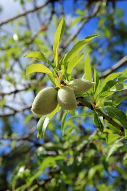 Archivo - Nota De La Consejería De Agricultura, Ganadería, Pesca Y Desarrollo Sostenible (Cultivo De Almendra)