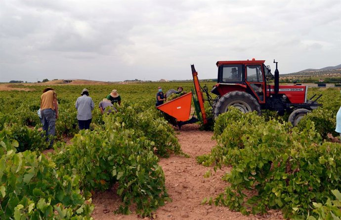 Archivo - La Cooperativa 'El Progreso' tiene previsto recoger unos 85 millones de kilos esta vendimia