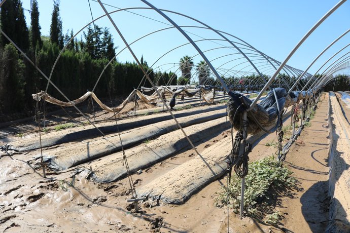 Daños en una finca agrícola de Cartaya.