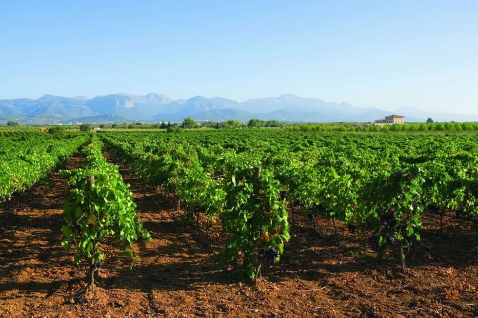 Viñedos en Mallorca.