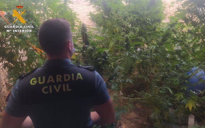 Detenido un vecino de Caudete por cultivar 'cannabis sativa' en un corral de su propiedad