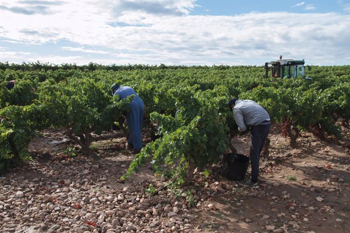 Vendimiadores recogen uvas para la temporada de vendimia 2021, en el viñedo familiar de Javier Ruiz Barricarte, a 17 de septiembre de 2021, en Aldeanueva de Ebro, Comarca de Alfaro, La Rioja (España). El viñedo familiar de Javier Ruiz Barricarte fue pla