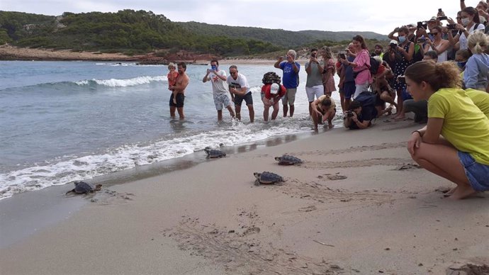 Liberan en Menorca a 22 tortugas marinas nacidas en septiembre de 2020.