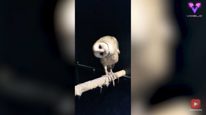 Filman a una lechuza común moviendo la cabeza mientras disfruta de la música