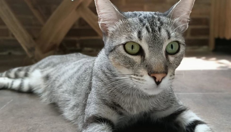 Archivo - Imagen de un gato tumbado en el suelo