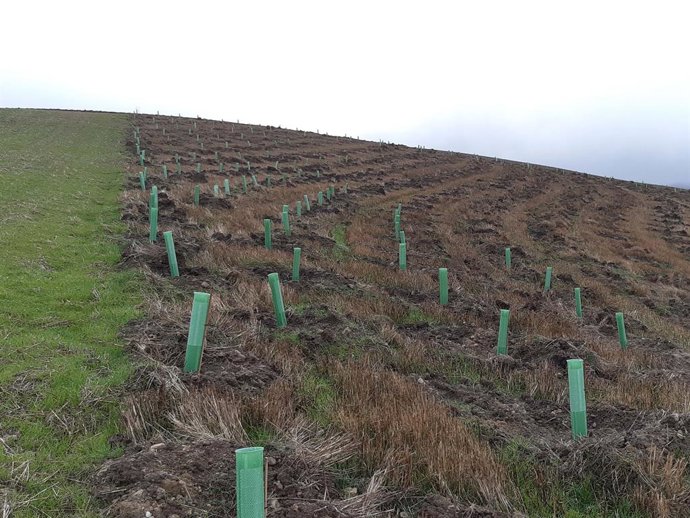 Archivo - La recuperación de terrenos desforestados es uno de los objetivos de P&G para contribuir al impulso de la España rural