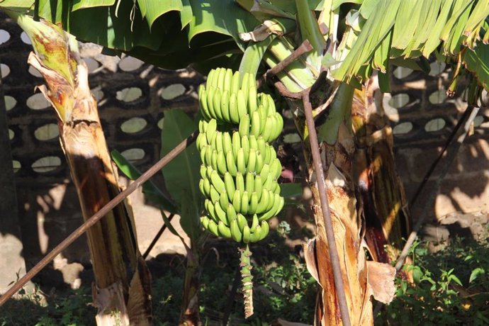 El Gobierno de Canarias convoca la ayuda 141,1 millones a los productores de plátano con IGP