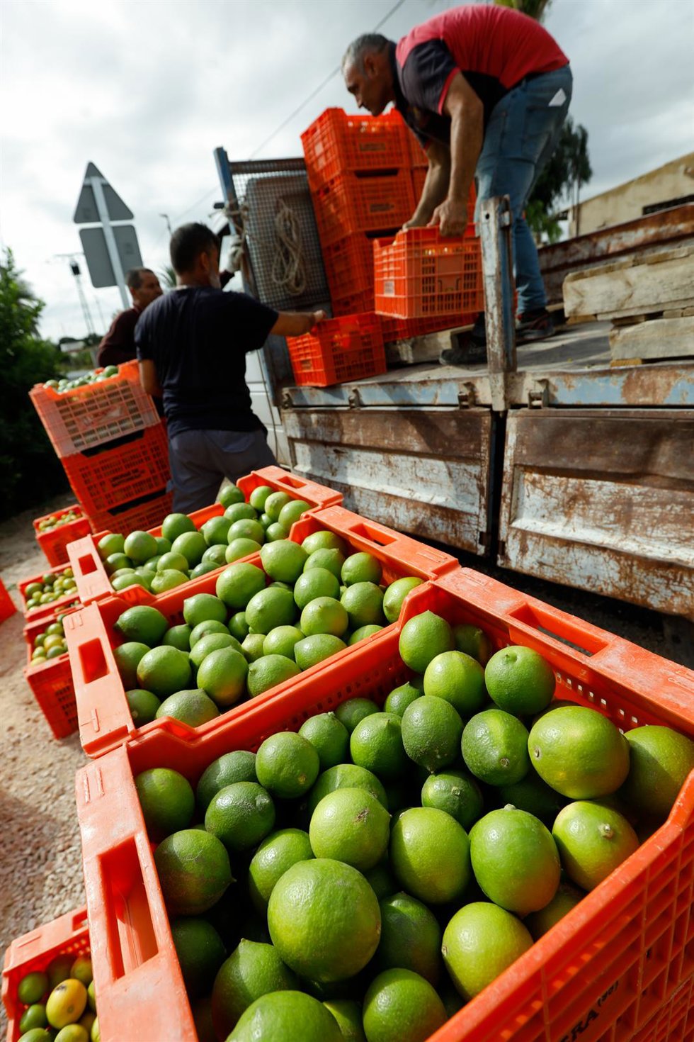 Recolección de limones en una huerta de la comarca de Huerta de Murcia 