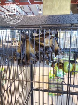 Incautados 30 murciélagos, una boa constrictor y una pitón en la feria Expoterraria