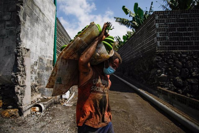 Un agricultor lleno de ceniza recoge una piña de plátanos, antes de que la lava del volcán de Cumbre Vieja llegue a las plantaciones, en Tazacorte
