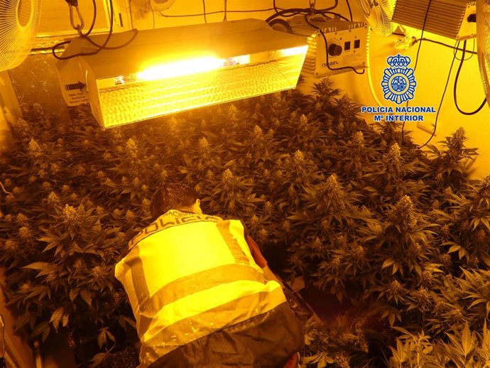 Policía Nacional detiene a cuatro personas con casi 400 plantas de marihuana