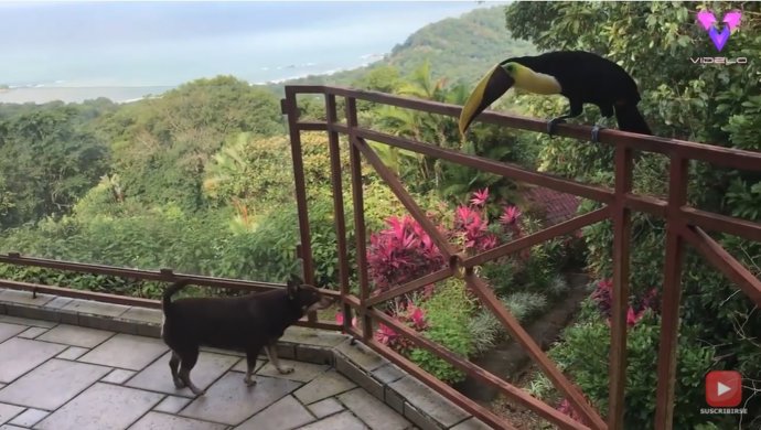 Un tucán se une por sorpresa al desayuno al aire libre de una familia de Costa Rica