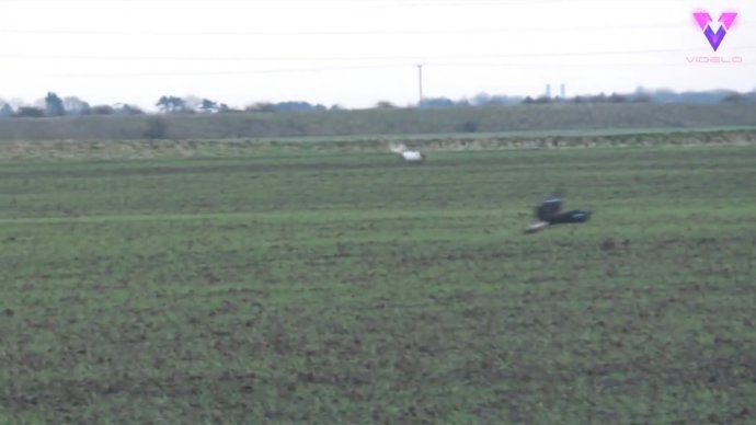 Una liebre salta por encima de un águila que caía en picado dispuesta a darle caza
