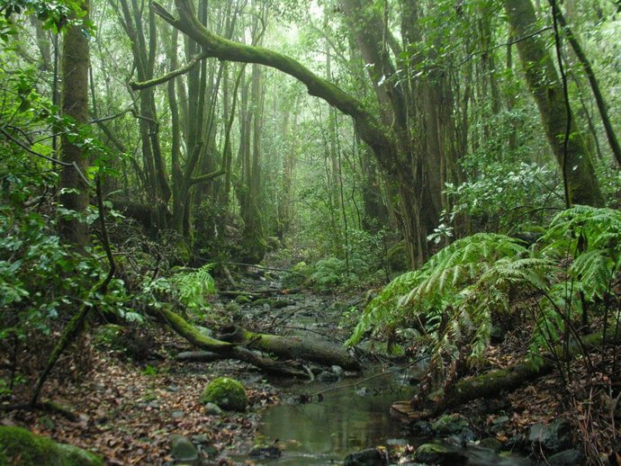 Archivo - Los veterinarios piden salvaguardar el valor ecológico, científico y económico de los 16 Parques Nacionales