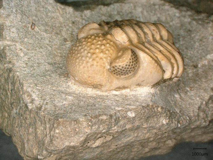 Phacops geesops, un trilobite del Devónico. Los ojos del animal constan de 200 lentes individuales cada uno, que abarcan seis pequeñas facetas, que nuevamente forman un ojo cada una.