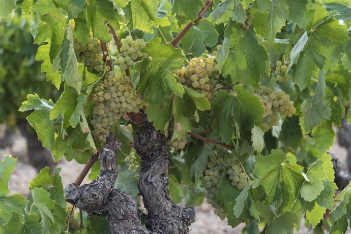 Una muestra sobre la vendimia 2021 en el Consejo Regulador de la DOC Rioja, a 7 de septiembre de 2021, en La Rioja, Logroño, (España). En la vendimia de 2021 se permite la entrada en bodega de un volumen equivalente al cien por cien de los rendimientos 