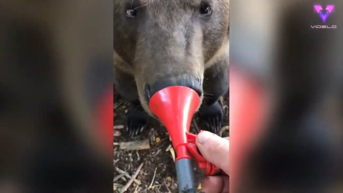 Un hombre y un oso de dos años y 250 comparten una entrañable amistad en Rusia