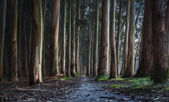 Archivo - Arboles de eucaliptos