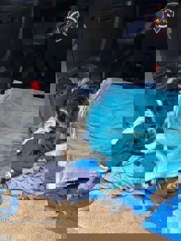 Perro restacado por Bomberos de Mallorca