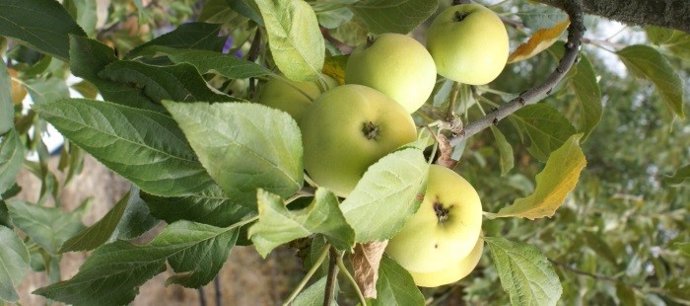 El Departamento de Agricultura del Gobierno de Aragón destina 8,3 millones de euros en línea de apoyo a los seguros agrarios