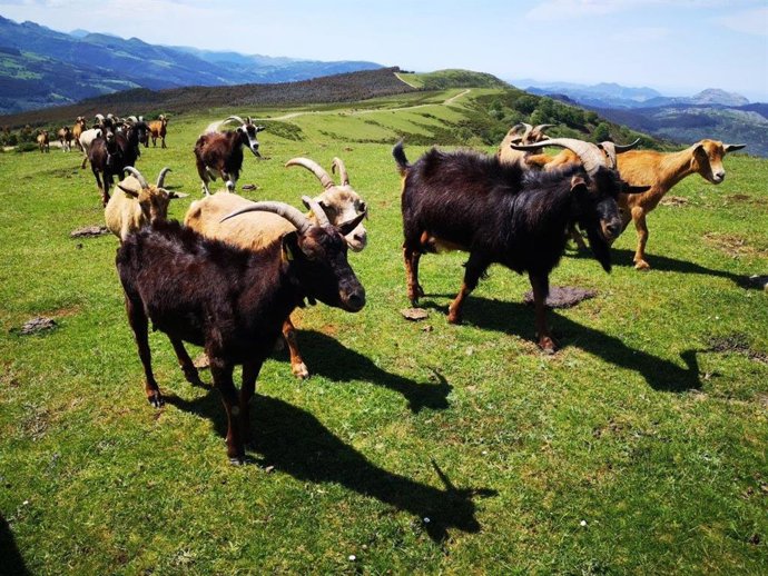 Entorno donde se proyecta el parque eolico Maya en Cantabria