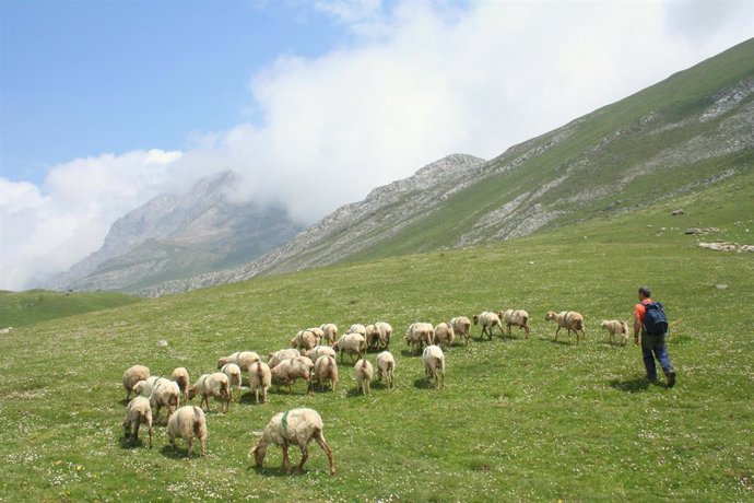 Archivo - Ovejas En Picos De Europa 