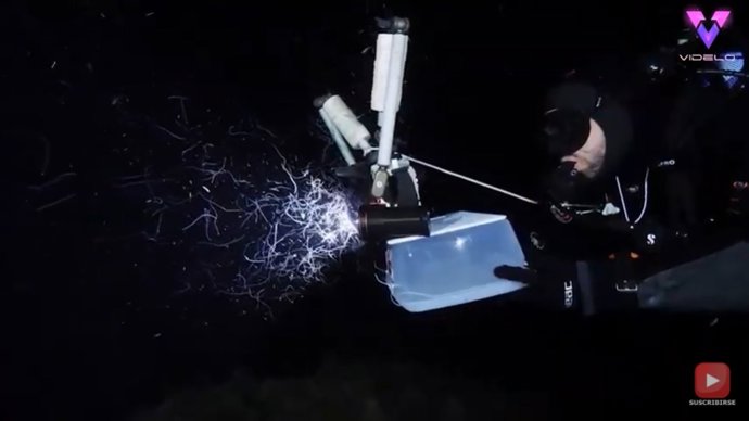 Un enjambre de gusanos se arremolina alrededor de la luz de una cámara submarina