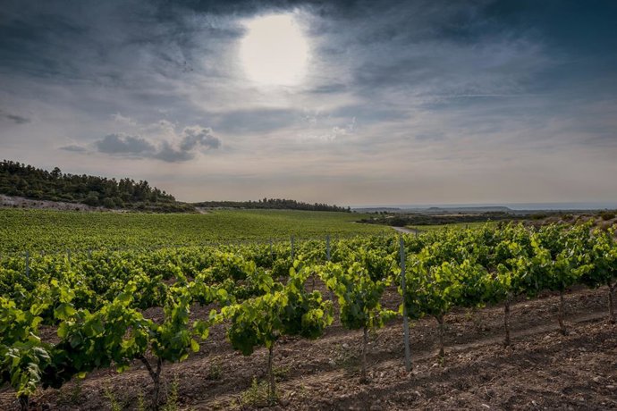 Archivo - Viñedo de Familia Torres