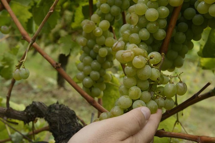 Las uvas de un viñedo de variedad treixadura, dañadas por el granizo, en la bodega Coto de Gomariz, a 1 de septiembre de 2021, en la comarca del Ribeiro, Ourense, Galicia (España). Algunos viñedos han perdido el 80% de su producción como consecuencia 