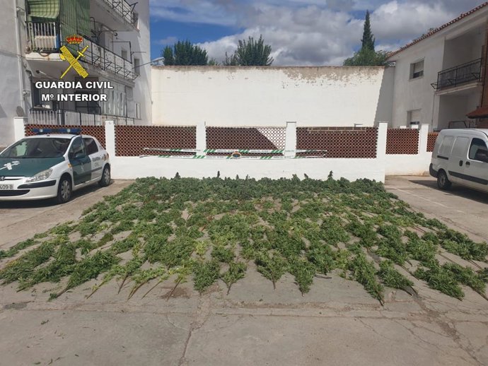 Marihuana aprehendida por la Guardia Civil en Almodóvar del Campo
