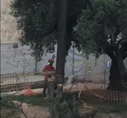 El concejal popular del ayuntamiento de Valencia, Carlos Mundina, ha denunciado que se están talando árboles que deberían protegerse en la plaza de la Reina de Valncia durante las obras de peatonalización de la misma.