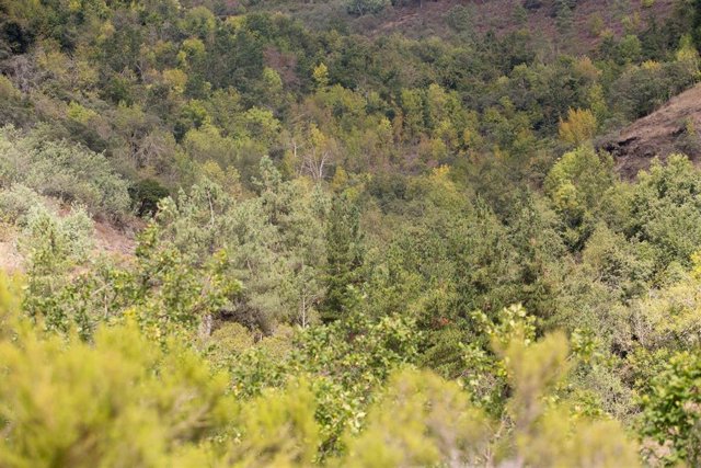 Masa forestal entre las aldeas de Froxán y Vilamor, cuyos tonos comienzan a mudar de los verdes a los ocres, en los montes de la Sierra do Courel, en Lugo, Galicia (España), a 22 de septiembre de 2021, en Lugo, Galicia (España). Este miércoles a las 21:21