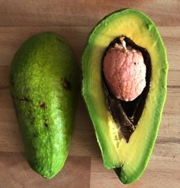 Aguacate recolectado de forma anticipada