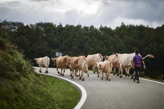 Varias vacas en el Valle del Baztán en Navarra, horas antes de que comience el otoño, a 22 de septiembre de 2021, en Navarra (España). Este miércoles a las 21:21 horas comienza el otoño, una nueva estación que precede al invierno y que tendrá una duraci