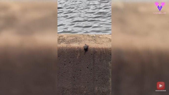 Filman el increíble viaje de una tortuga hasta el agua trepando por una pared completamente vertical