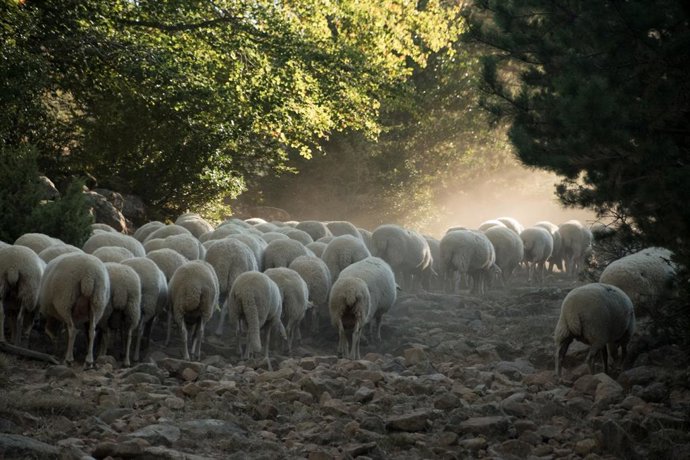 Rebaño trashumante de camino a las Bardenas Reales