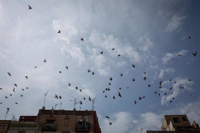Archivo - Decenas de pájaros volando