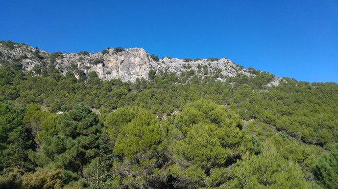 Archivo - Yunquera (archivo)