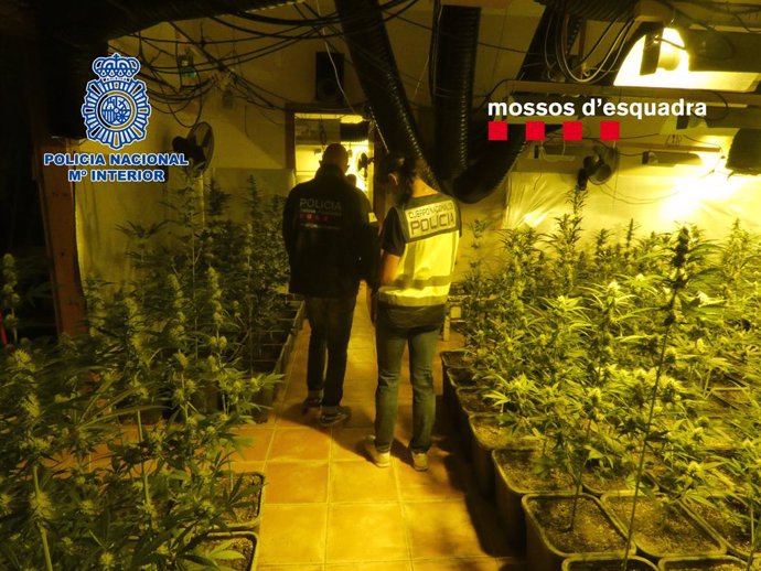 Desmantelada una plantación de marihuana en Mediona  (Barcelona)