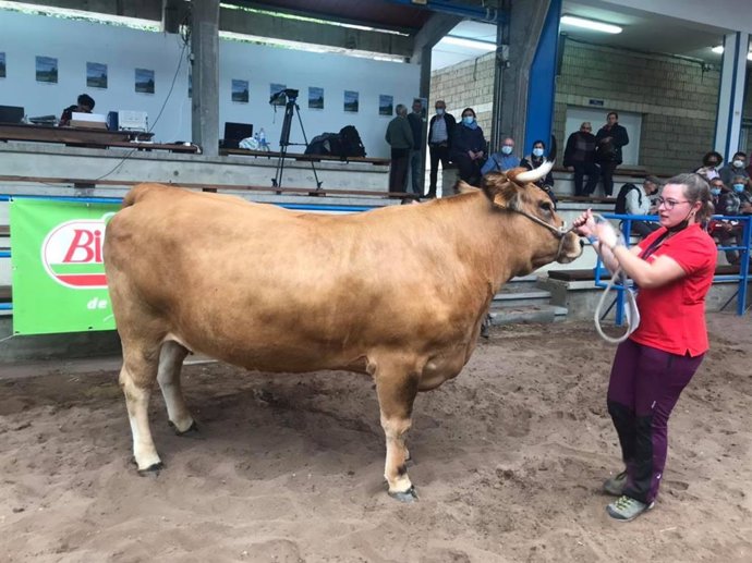 'Pantera' Vaca Tipo Normal Campeona En La XXXVI Muestra Ganadera Local De La Raza Asturiana De Los Valles De Cangas Del Narcea