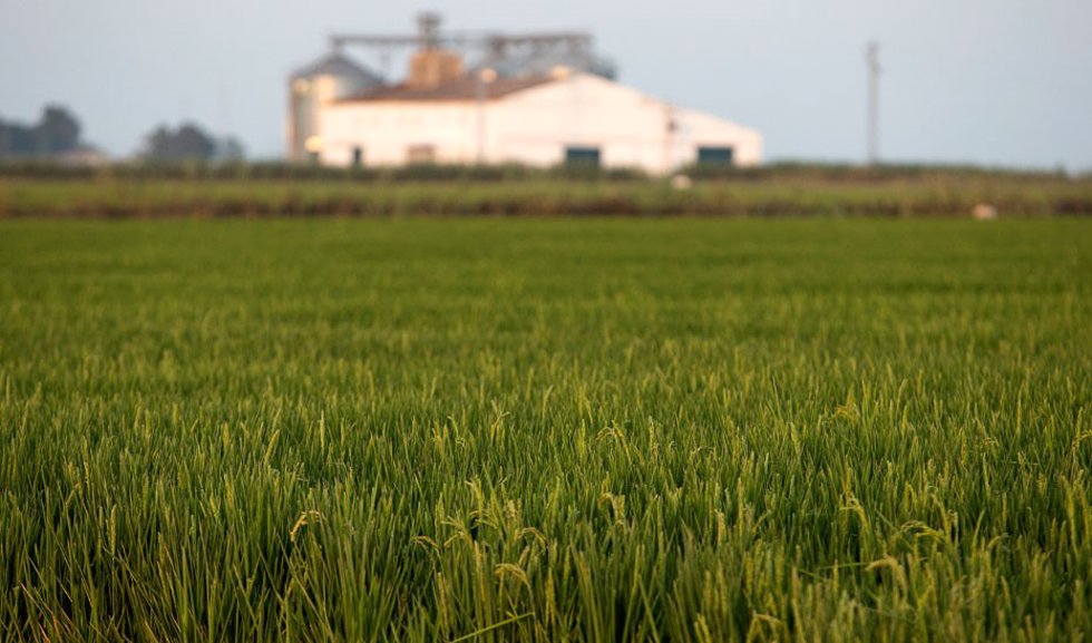 Archivo - Cultivos de arroz.