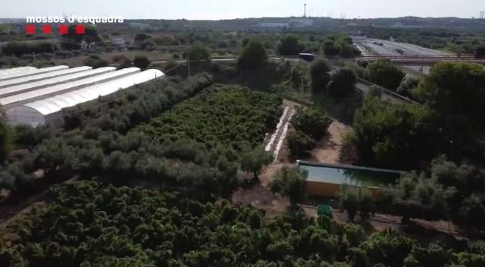 Desmantelan en Camp de Tarragona las primeras plantaciones ilegales de cáñamo catalanas
