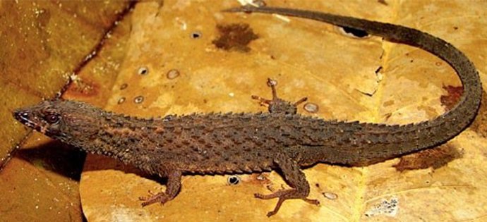 Archivo - Ejemplar de 'Kataphraktosaurus ungerhamiltoni' a partir del cual se ha descrito la especie