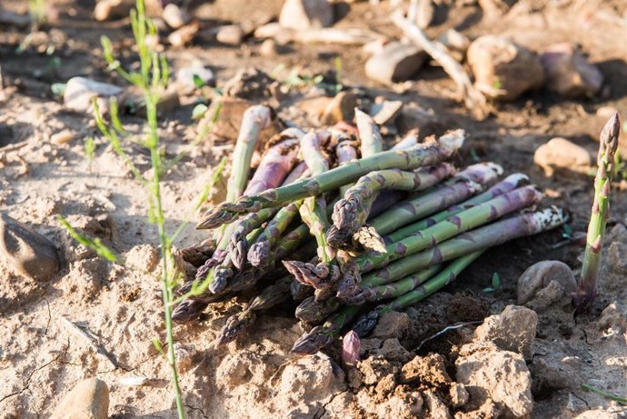 Archivo - Detalle de los espárragos verdes recién cortados en una plantación de Guadalajara  
