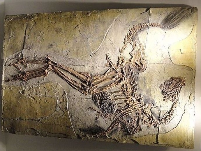 Caudipteryx zoui, placa de dinosaurio emplumado, Cretácico Inferior, Formación Yixian, Liaoning, China