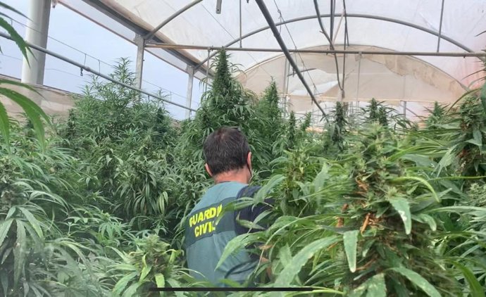 Incautadas más de 34.000 plantas y 2.500 árboles de marihuana en 8 plantaciones de Cox y Orihuela